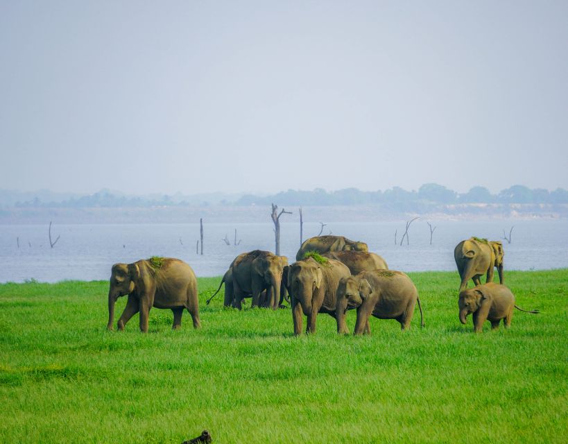 Kaudulla National Park Half Day Sri Lanka Jeep Safari - Included in the Package