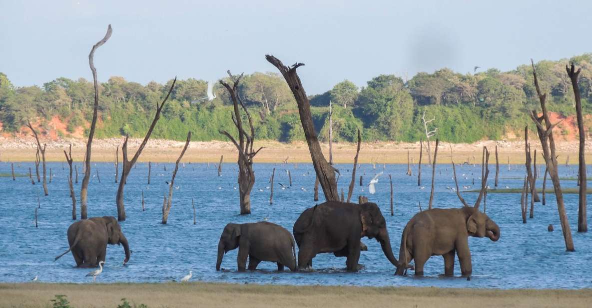 Kaudulla National Park: Private Safari - Booking Information