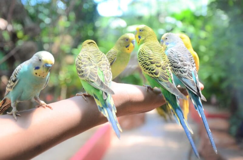 Kedah: Wildlife Park Langkawi Admission Ticket - Animal Encounters
