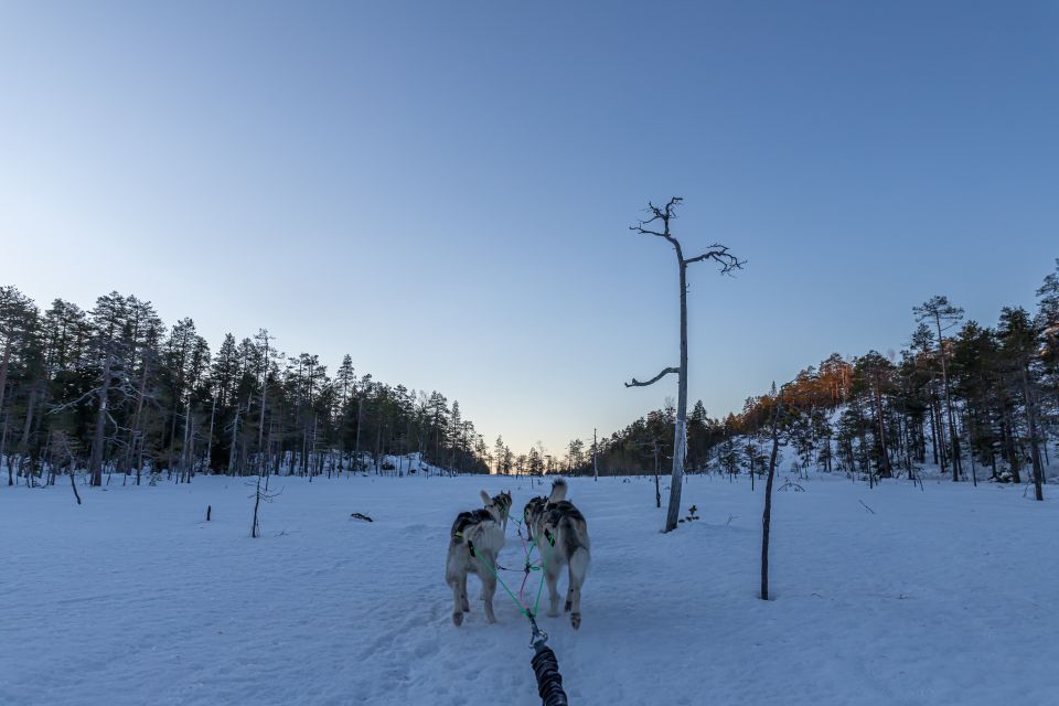 Kemi: Sleddog Husky Safari Incl. Hot Drink - Booking Details