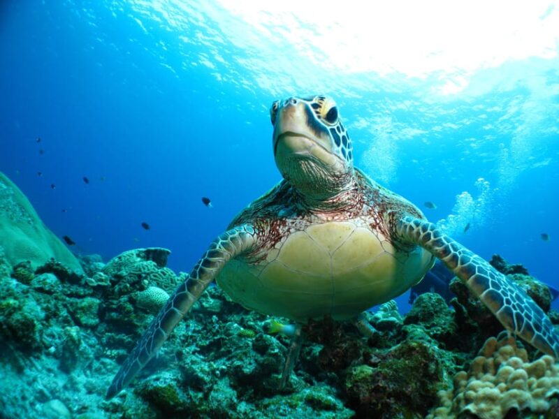 Kerama Islands National Park Experience Diving + Snorkeling - What to Bring