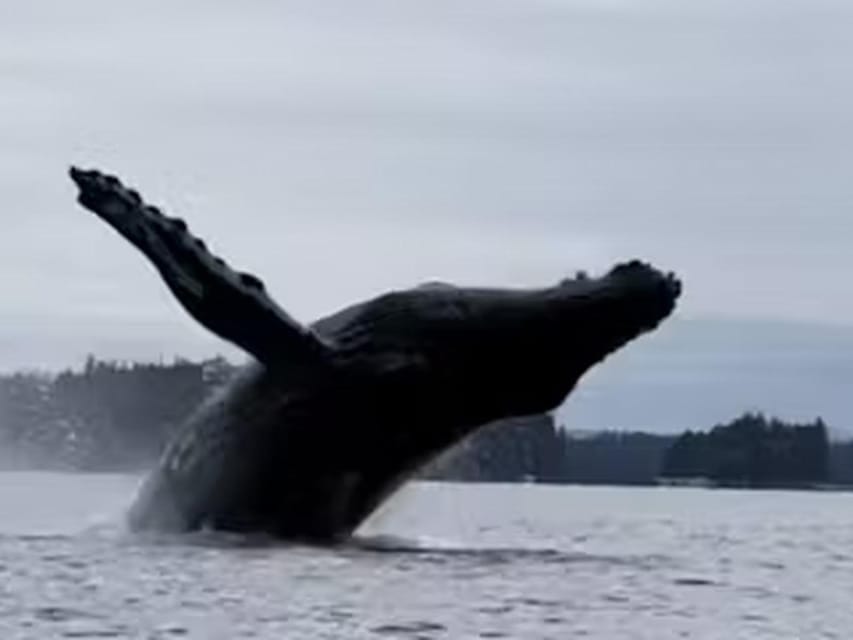 Ketchikan: Kayak Eco-Tour - Transportation Details