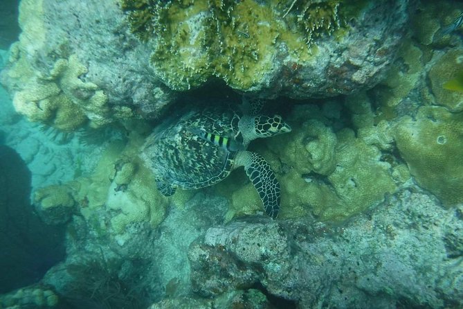 Key West Afternoon Reef Snorkeling With Open Bar - Meeting Location and Logistics