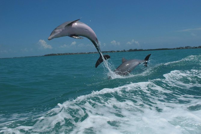 Key West Dolphin & Snorkel Experience - Customer Feedback Highlights