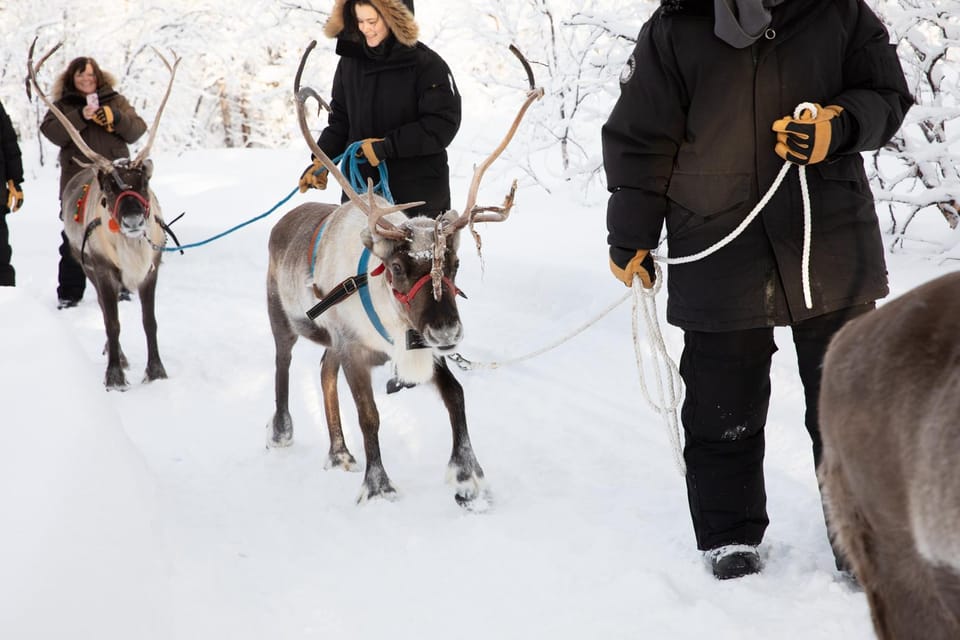 KIRUNA: Reindeer Sled Ride in the Countryside - Logistics and Transportation