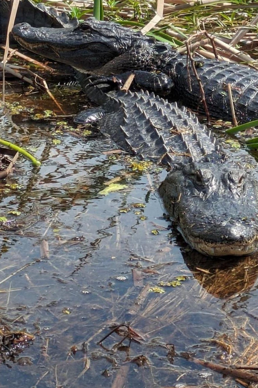Kissimmee: Everglades Alligator and Wildlife Airboat Tour - Tour Details