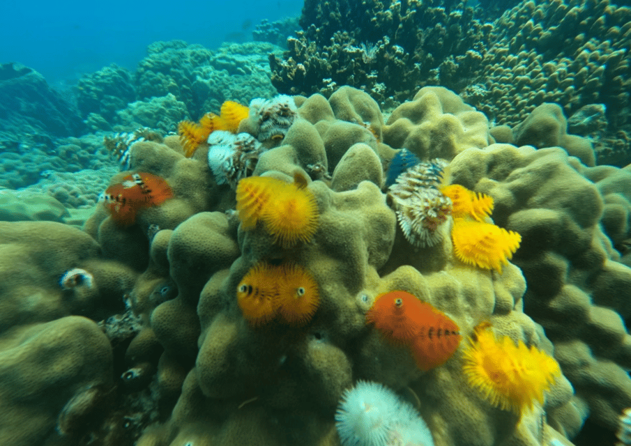 Koh Kood: Snorkeling Speedboat Tour With Lunch and Transfer - Reservation Options