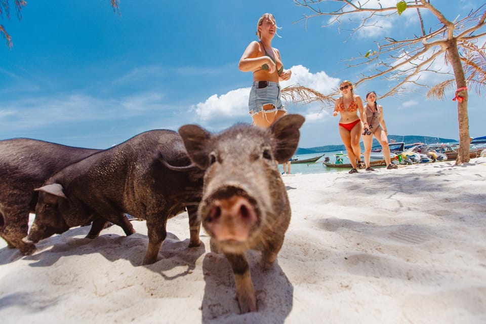 Koh Samui: Pig Island Private Longtail Boat Tour - Tour Stops