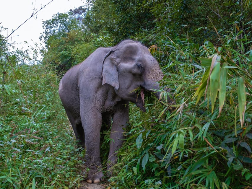 Krabi: Ethical Elephant Care Experience With Hotel Transfer - Educational Components