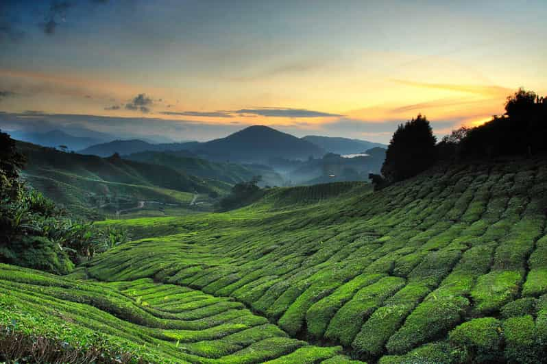 Kuala Lumpur: One-Way Transfer to Cameron Highlands - Itinerary Highlights