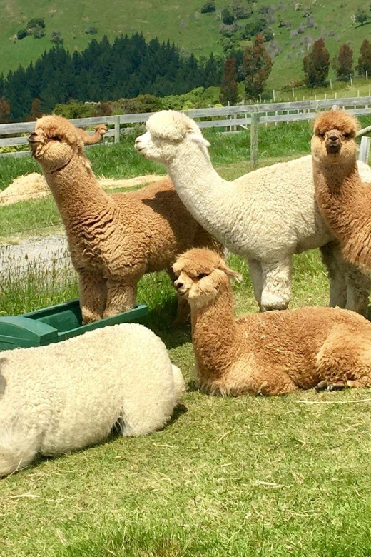 Kundasang: Day Tour With Desa Dairy Farm & Alpaca Club - Key Attractions