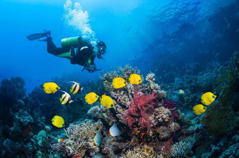 Kusadasi: Scuba Diving for Beginner or Experienced W/ Lunch - Age and Health Requirements