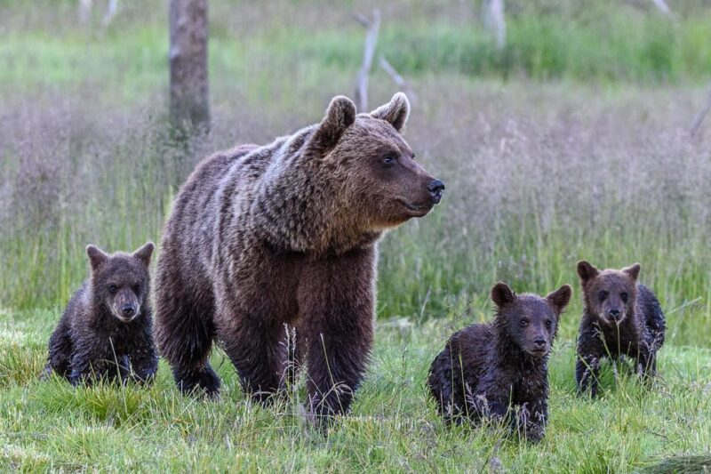 Kuusamo: Bear Watching Evening - Detailed Itinerary