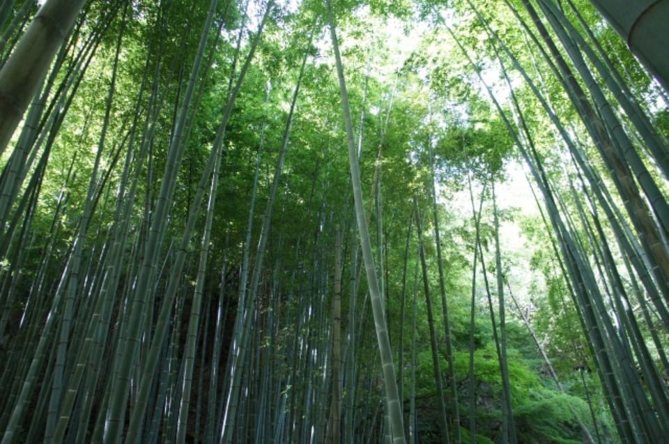 Kyoto: 2nd June Experience in Bamboo Forests & Workshop - Schedule Breakdown