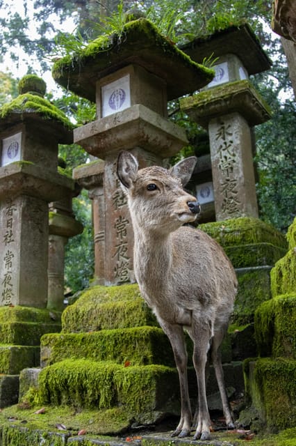 Kyoto: Nara or Osaka Private Customized English Guided Trip - Duration and Schedule