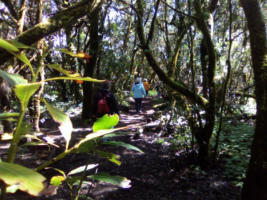 La Gomera: Garajonay National Park Forest Walk - Itinerary Details