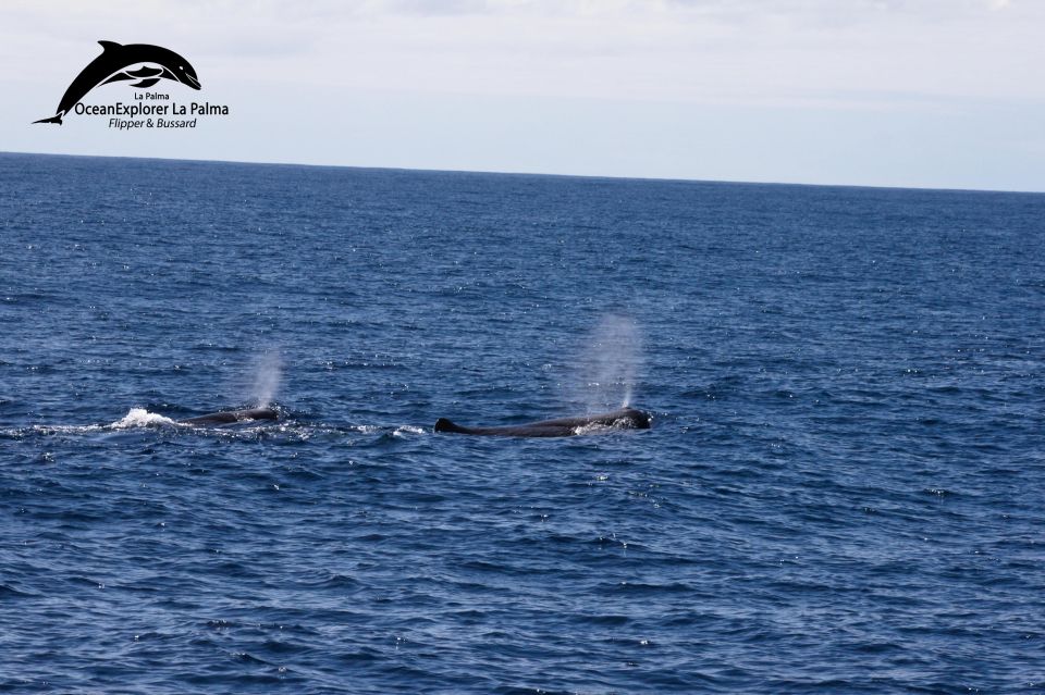 La Palma: 3-Hour Dolphin and Whale Watching Experience - Boat Features and Onboard Amenities