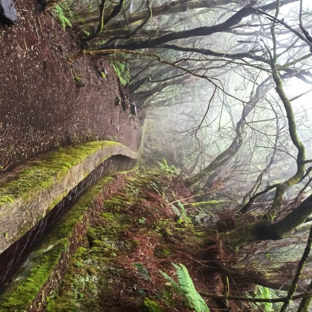 La Palma: Guided Trekking Tour Springs Marcos Y Cordero - Physical Requirements