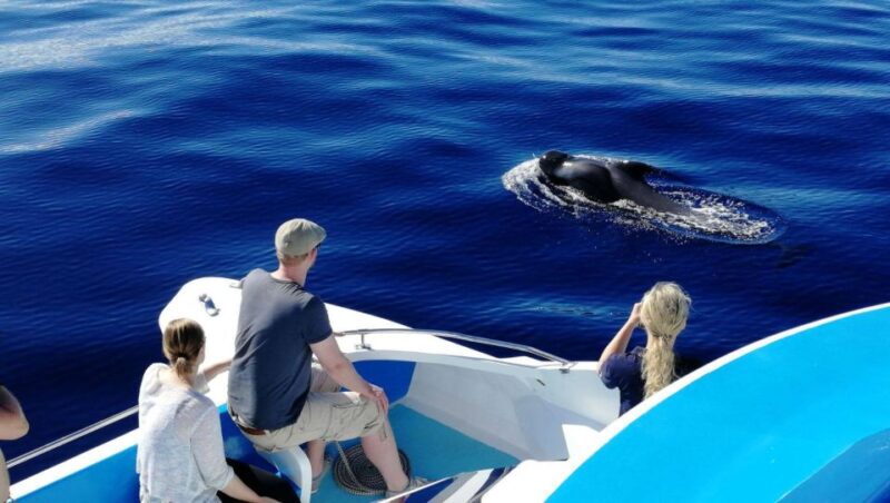 La Palma: Wildlife Viewing and Cumbre Vieja Boat Tour - Whats Included