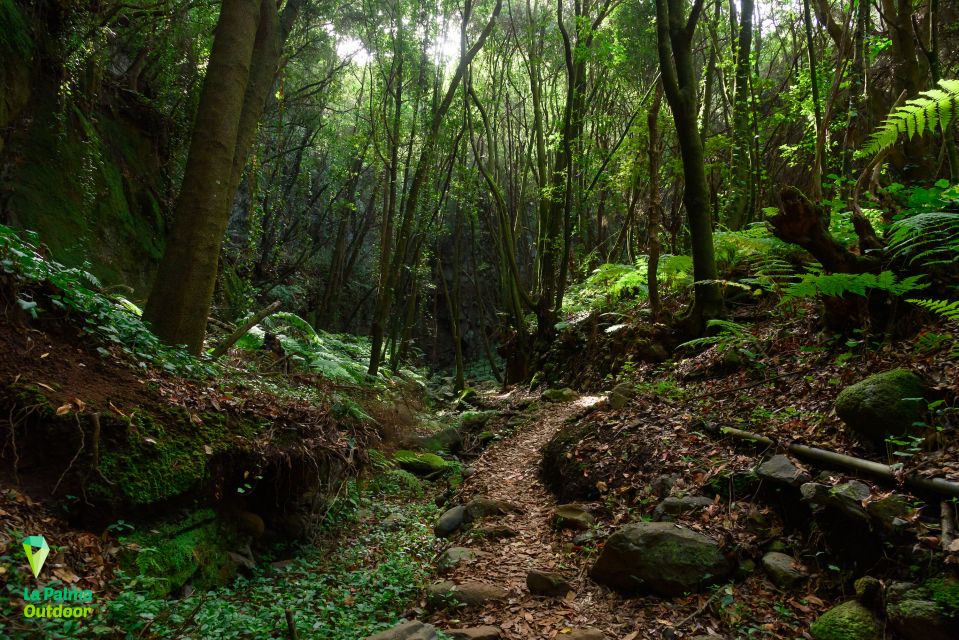 La Palma: Zarza Archaeological Park Guided Trek - Booking Information