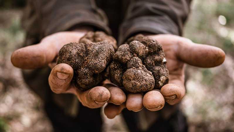 Laconi: Truffle Hunting Experience With Aperitif - Types of Truffles