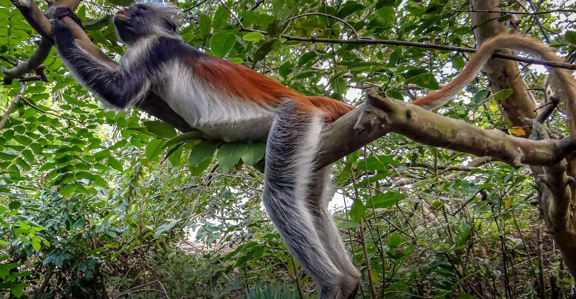 Lagoon Tour to Monkey Island in Negombo - Experience Highlights