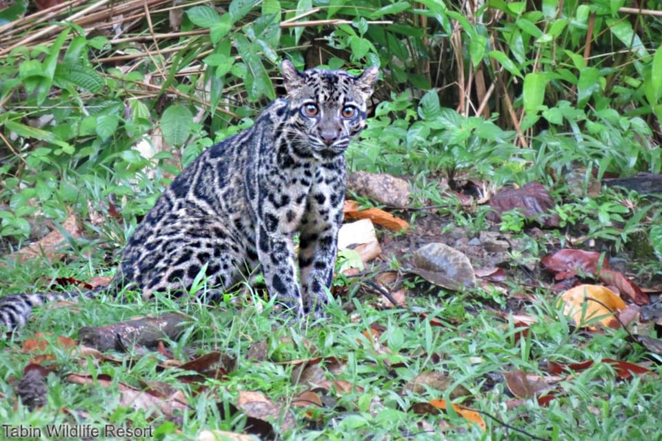 Lahad Datu: 3-Day Tabin Wildlife Safari With Accommodation - Accommodation Features