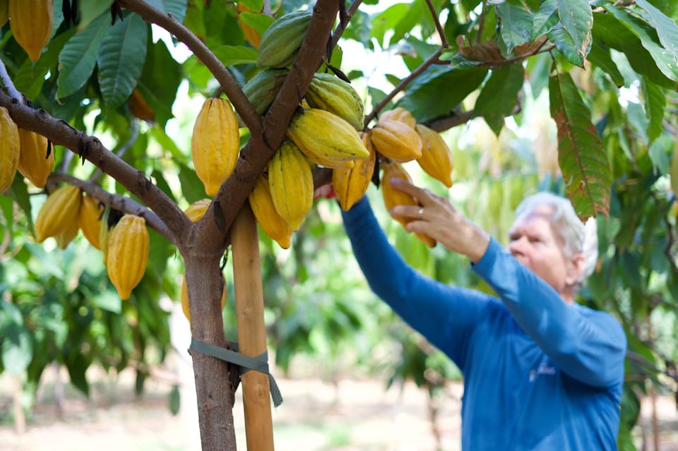 Lahaina: Maui Kuia Estate Guided Cacao Farm Tour & Tasting - Highlights of the Experience