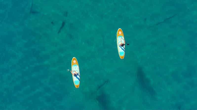 Lake Mead: Paddle Board (Sup) Rentals Near Las Vegas - Paddleboarding Experience Overview