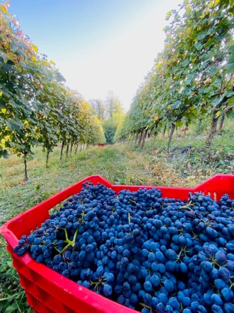 Langhe Wine Tour With a Winemaker - Experience Details