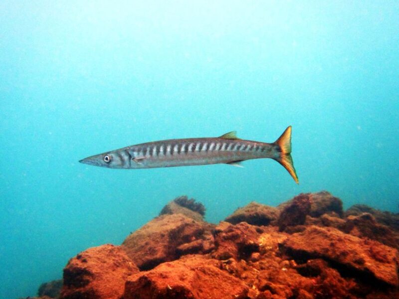 Lanzarote: 2-Dive Package in Playa Blanca - Certified Divers - Safety and Supervision