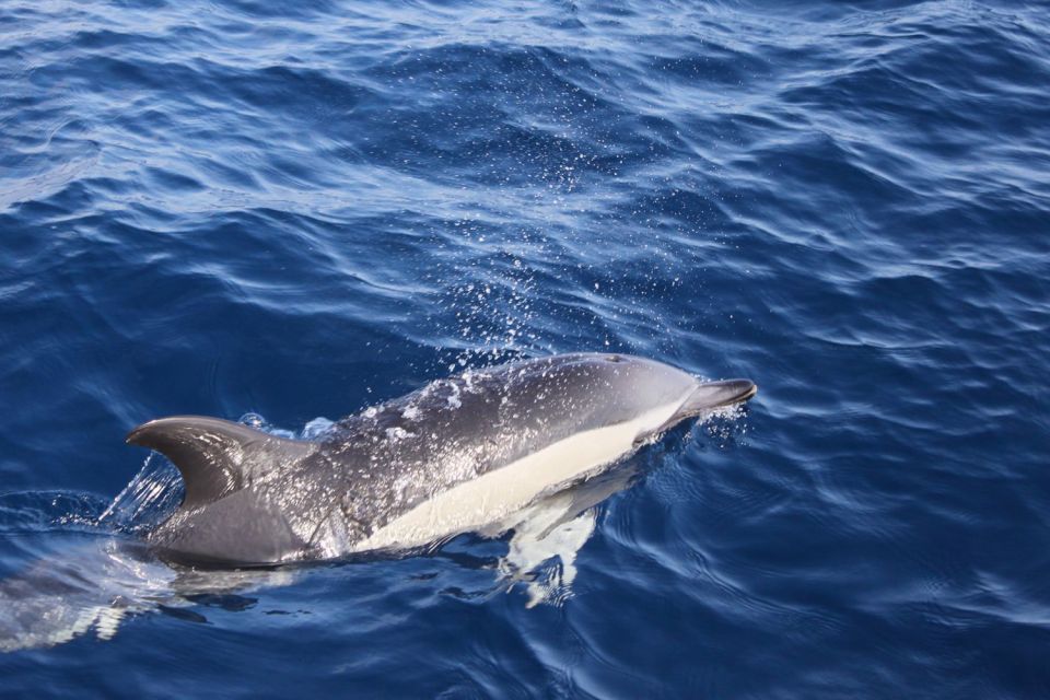 Lanzarote: Lobos Island Half-Day Dolphin Watching Trip - Dolphin and Whale Watching