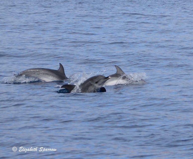 Lanzarote: Sea Safari Experience - Wildlife and Learning