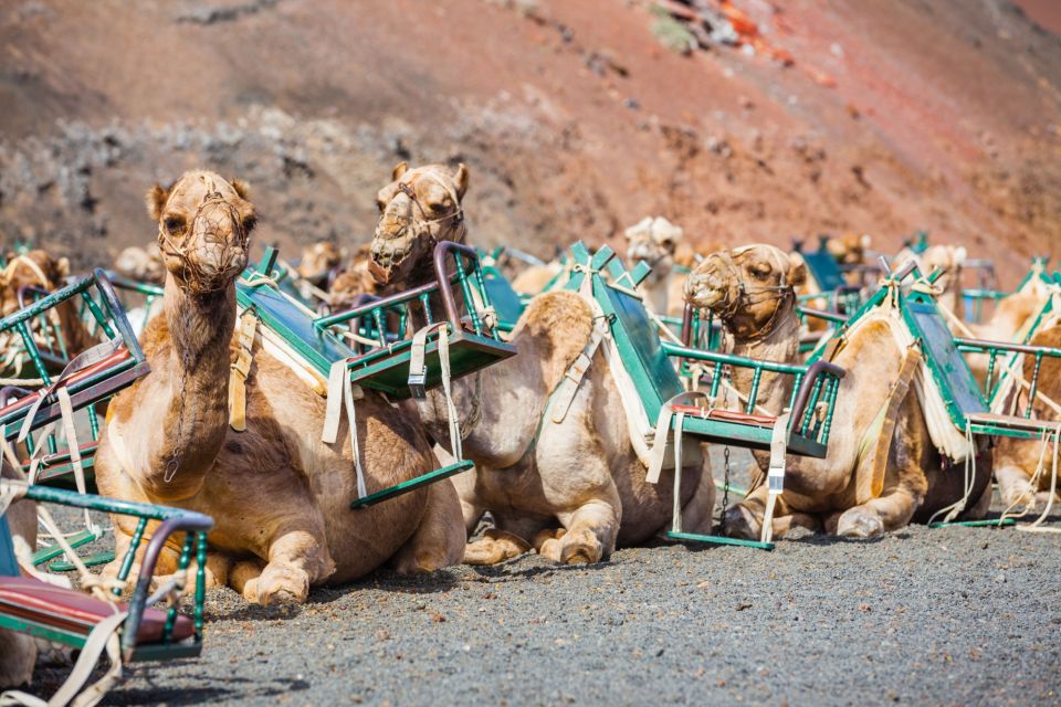 Lanzarote: Volcanoes Guided Day Trip to Timanfaya Park - Inclusions