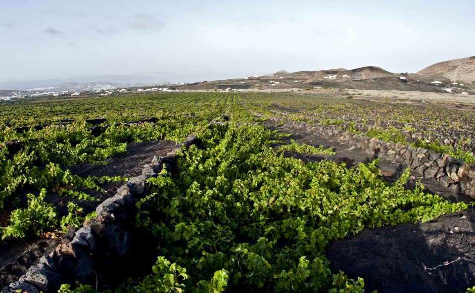 Lanzarote: Wine Tasting Tour at El Grifo Winery - Experience and Customer Reviews