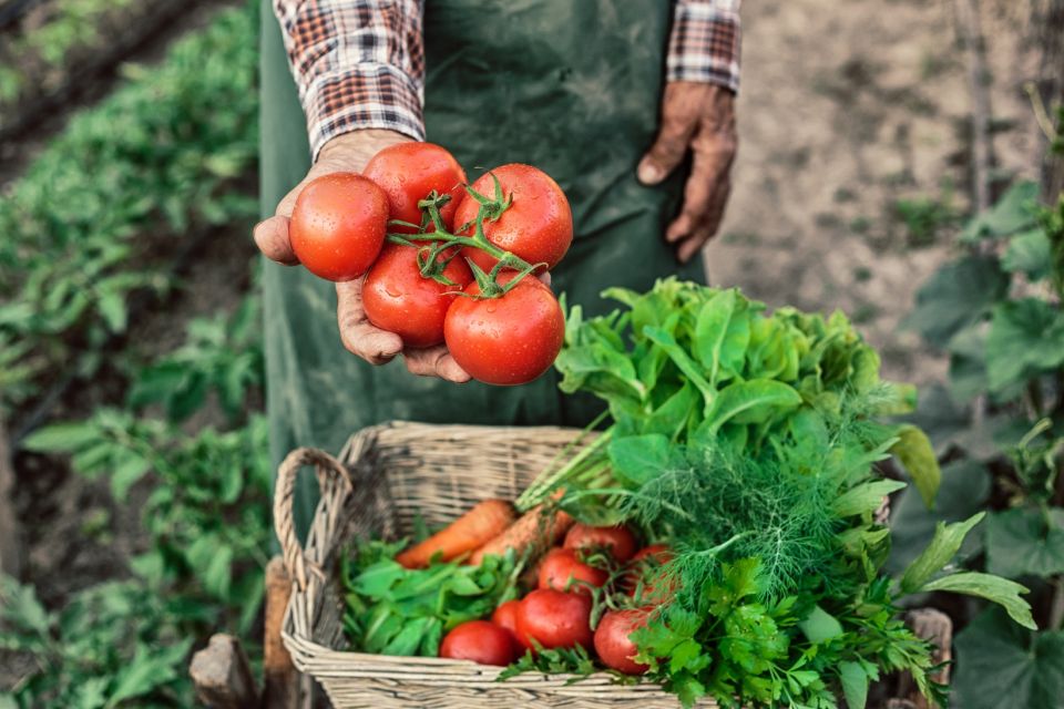 Learn to Cook Authentic Corfu Recipes With a Local Cook - Local Ingredients and Traditions