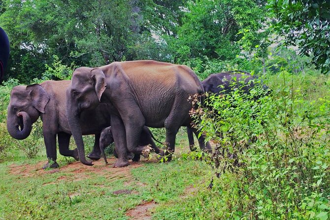 Lets Smile and Safari Udawalawa National Park - Safari Tour Inclusions