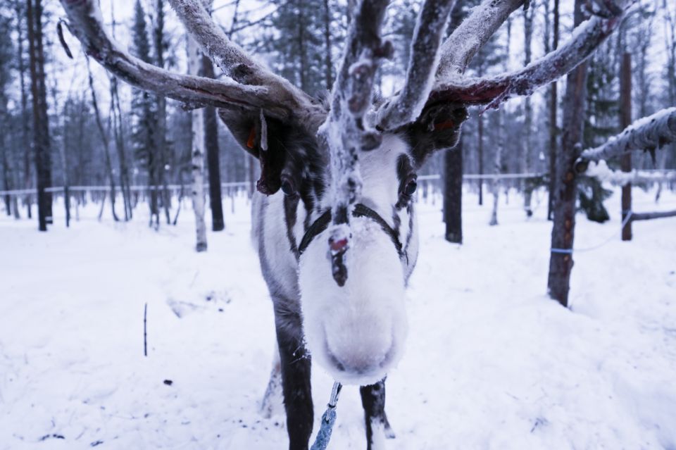 Levi: 3km Reindeer Sleigh Ride - Additional Tour Features