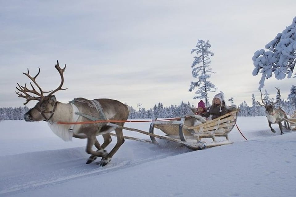 Levi: Lapland Reindeer and Husky Safari - Important Information