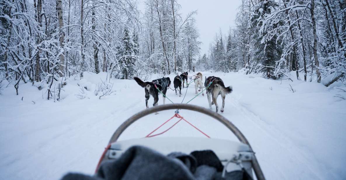 Levi Polar Lights Tours: Arctic Circle Guided Husky Tour - Highlights and Activities