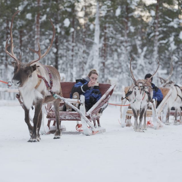 Levi Polar Lights Tours: Reindeer and Husky Safari - Experience Highlights