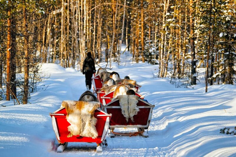 Levi: Reindeer Sleigh Ride Tour in Snowy Forest - Full Description