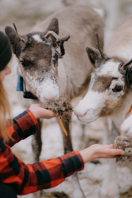 Levi: Snowshoeing and Reindeer Farm Visit - What to Wear and Bring