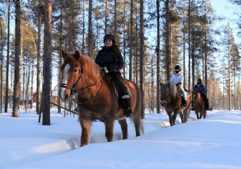 Levi: Snowy Forest Ride and Polar Lights Tours - Experience and Accessibility