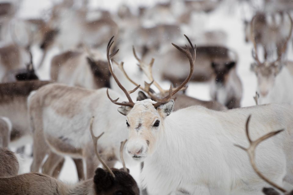 Levi: Traditional Reindeer Husbandry Experience - Whats Included