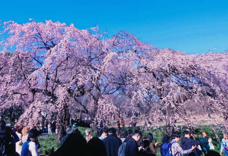 Licensed Guide Shinjuku Dramatic Tour Day Time - Tour Inclusions