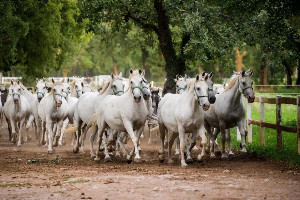 Lipica Stud Farm and ŠKocjan Caves From Trieste - Highlights of Lipica Stud Farm