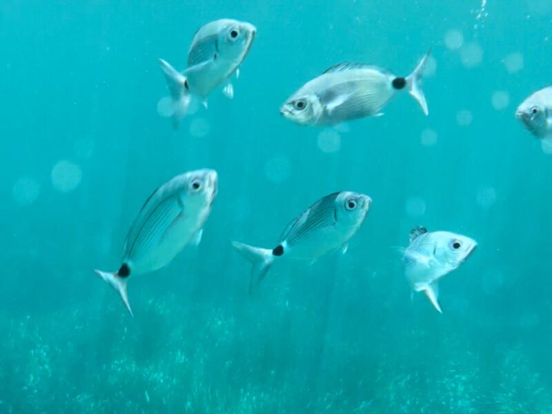 Loading: Scandola/Piana/Stop in Girolata Half-Day on RIB Boat - Included Features of the Tour