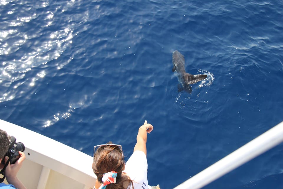 Loano: Pelagos Sanctuary Wildlife Cruise With Guide - Expert Crew and Spotters