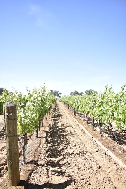 Lodi Wine Tasting Tour Private Customized 1 -14 Group - Transportation Details